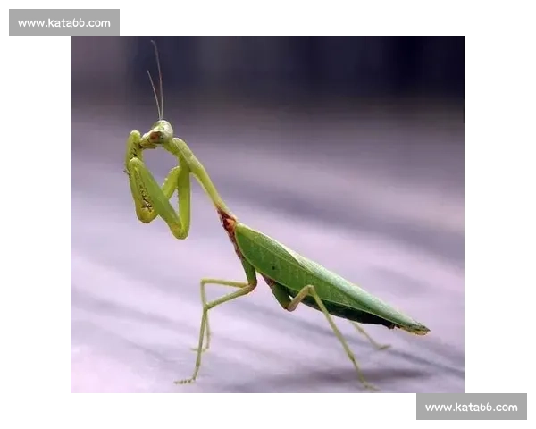 终点线前的 “螳螂”：跑者的失控与释放